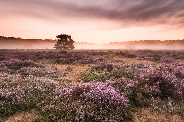 slabroekse-heide-maashorst-brabant